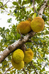 View of jackfruit fruit in an orchard of jackfruit (Artocarpus heterophyllus) trees on a site in...
