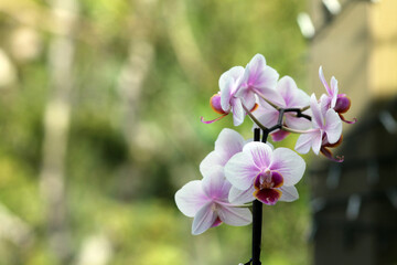 Fototapeta na wymiar White and Pink Orchid 