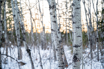 Aspen trees in winter forest at sunset, Fish Creek Provincial Park, Calgary, Alberta