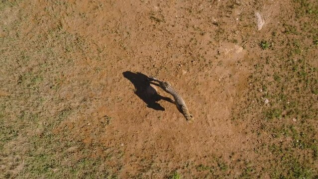 Top down view of cheetah playing by itself in the grassfield during a sunny day