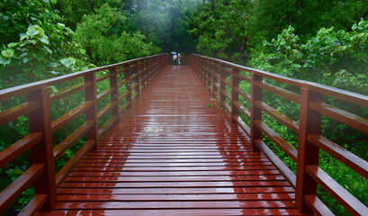 Fototapeta na wymiar wooden bridge raining fog green trees
