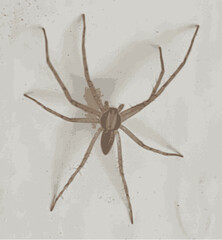 Spider