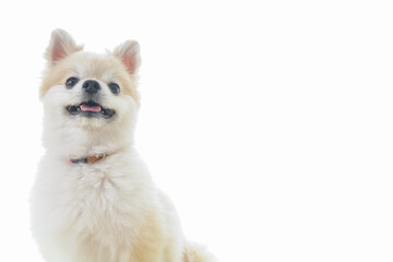 可愛い室内犬