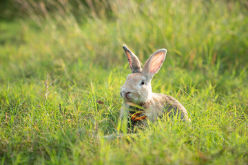 Little cute rabbit sitting on the grass. Bunny on green background.