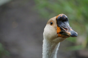 Close up of a goose