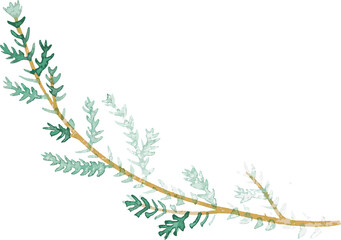 Christmas  element in watercolor arrangements with small flower. Botanical illustration minimal style. 