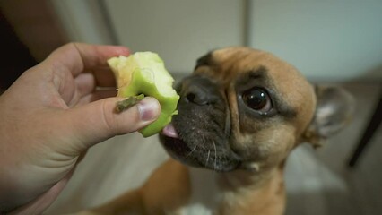 French Bulldog, dog eats an apple from your hand, feeding the dog an green apple - Powered by Adobe