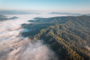 sunrise in the forest