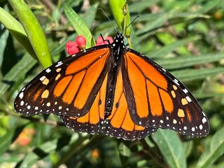 Monarch butterfly on flower buds