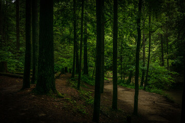 Fototapeta premium Dark forest trail through gloomy green trees leading to light