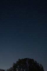 Night sky with big bear and tree silhouette.