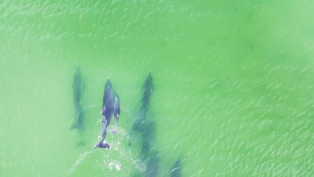 A Dolphin Family is Swimming and Jumping from the Emerald Water of Florida Coast near Siesta Key a Top Drone Shot
