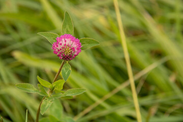 アカツメクサ　クローズアップ
