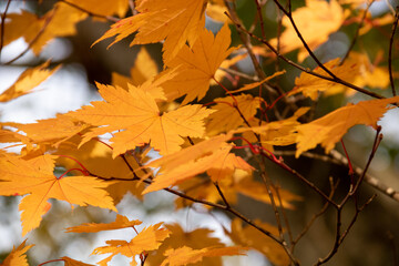 日に透ける黄葉したモミジの葉
