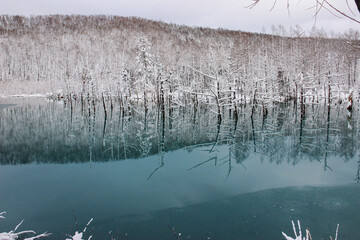 冬の青い池　　美瑛町
