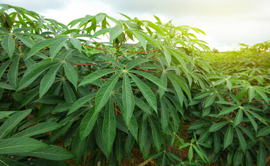 Cassava growing up plantation farming.