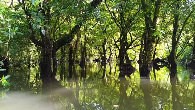 Drifting through mangroves ecosystem with sunlight filtering through trees onto calm, placid water on tropical island of Pohnpei, Federated States of Micronesia