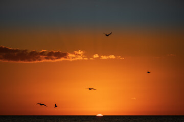 Obraz na płótnie Canvas Birds flying above the setting sun off Siesta Key in the Gulf of Mexico