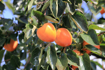 가을 감나무에 있는 두 개의 감