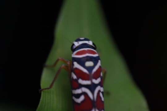 leafhopper macro on a leaf