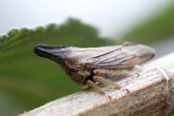 treehopper on a branch