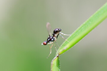 macro shot of a fly