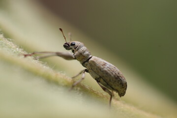 bug on a leaf
