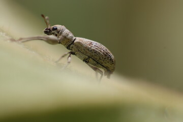 state potato beetle on leaf