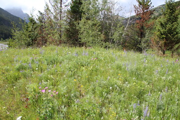 meadow with flowers, Waterton Lakes National Park, Alberta