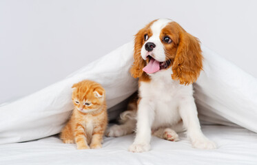 Puppy king charles spaniel sitting on bed next to kitten of scottish breed