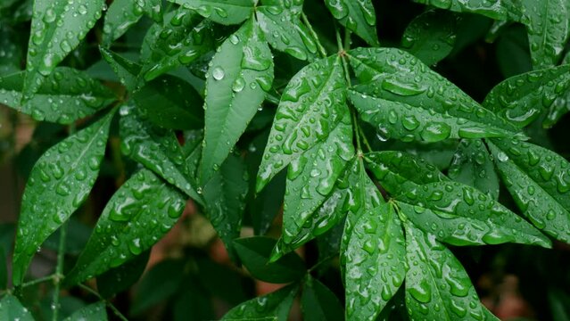 雨・雫・水滴・葉