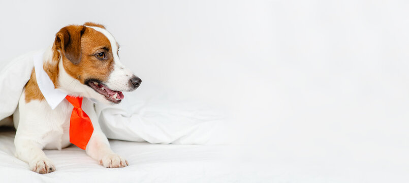 Cute dog jack russell breed lying at home under the covers on the bed in a red tie. Stretched panoramic image for banner