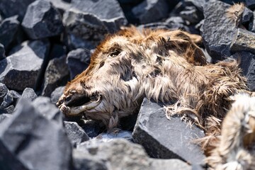 dead animal composting on the desert