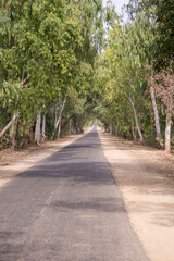 Fototapeta premium Quiet trees lined back road in a small town