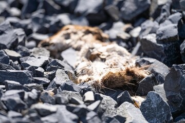 dead road kill on the road in australia