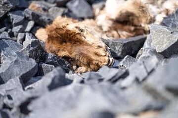 dead animal composting on the desert