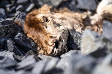dead animal composting on the desert