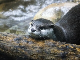 コツメカワウソ
