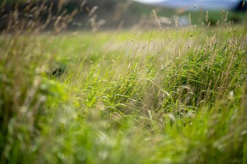 grass growing in a field on a cattle ranch