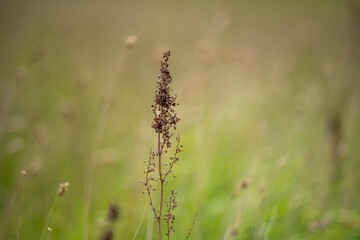 grass growing in a field on a cattle ranch