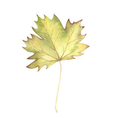 Autumn yellow maple leaves watercolor isolated on white. Thanksgiving and halloween illustration. Art for design