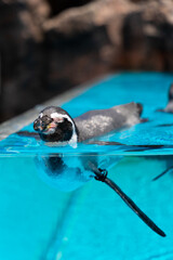 ペンギンの遊泳