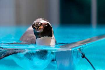 ペンギンの遊泳