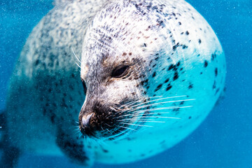 ゴマフアザラシ単体 © ぶっさん