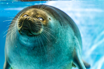 バイカルアザラシのアップ © ぶっさん