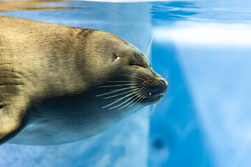 バイカルアザラシのアップ © ぶっさん