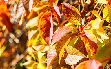 Colorful autumn background. Red and yellow leaves of girlish grape