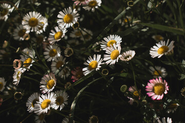 group of chamomile flowers