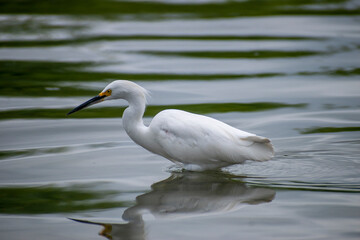 Bird Egretta thula looking for small fish to eat