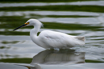 Bird Egretta thula looking for small fish to eat
